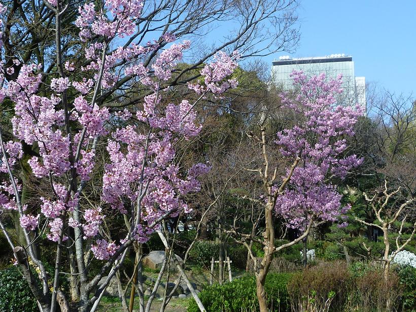 大阪城の外堀の桜　2010年3月22日撮影