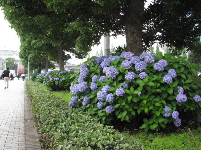 東京ビッグサイトの紫陽花