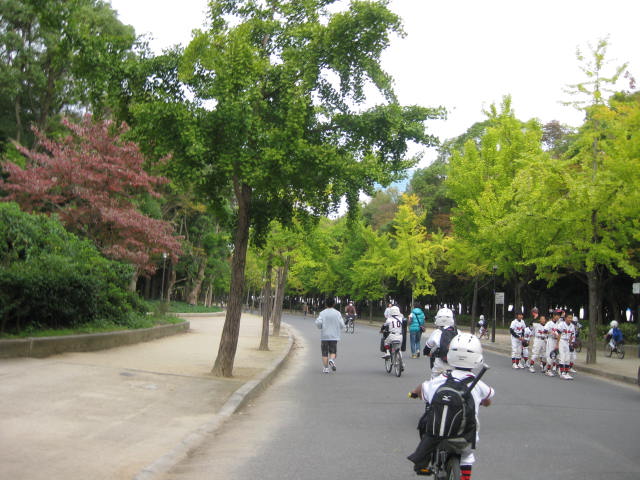 大阪城公園のイチョウ並木