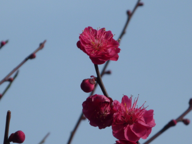 開花の最盛期の大阪城梅林