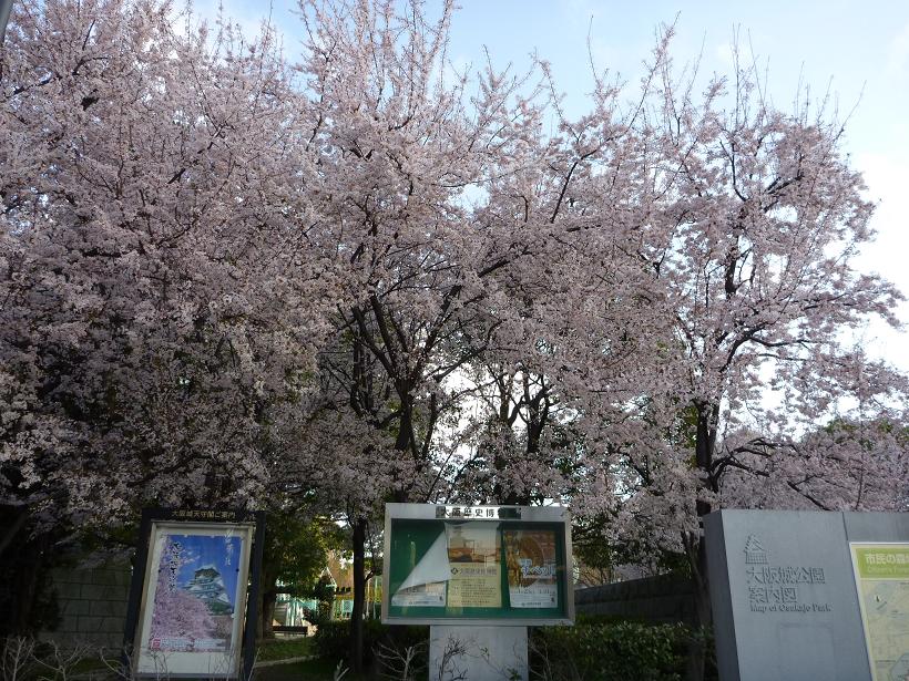 大阪城の早咲き桜