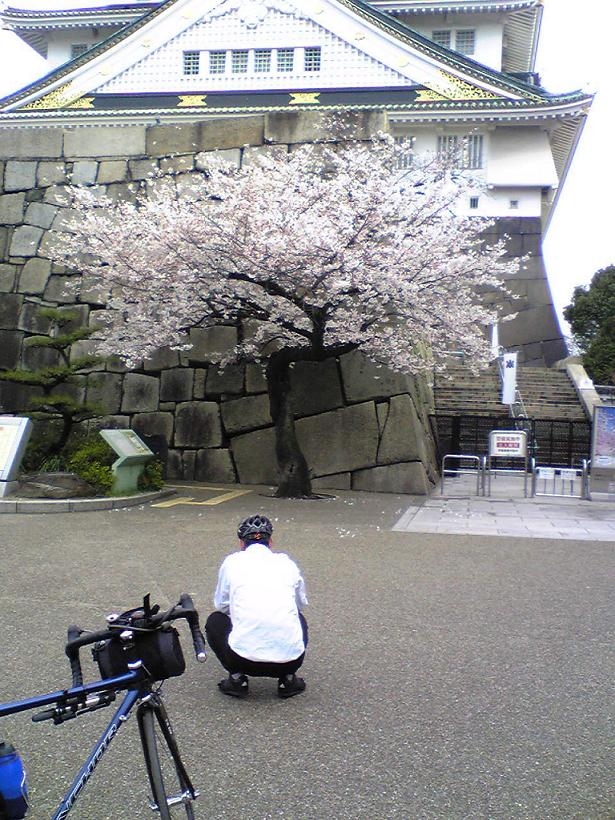 大阪城の満開の桜は見事です。
